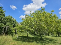 Ensemble Immobilier de Charme avec Maison Principale, Gîte, et Piscine