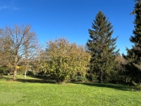 Terrain à Bâtir Arboré avec Hangars et Autres Dépendances