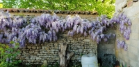 Beautiful Farmhouse with Outbuildings and Flower-filled Courtyard