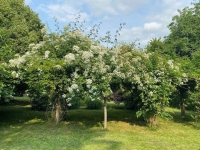 Beautiful Detached Stone Property With Barns and A Mature Garden
