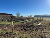 Maison Ancienne Avec 5 Chambres Et Diverses Dépendances Sur Un Terrain De 73105m²