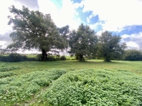 Ancienne Ferme avec Grand Terrain près de Civray