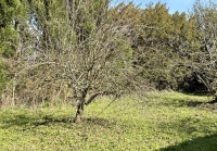 B&B Potential for this Lovely Old Farmhouse with Land Close to Civray